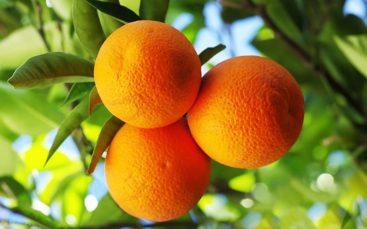 种植橙子苗时要施什么底肥,橙子树苗的种植时可以下农家肥吗