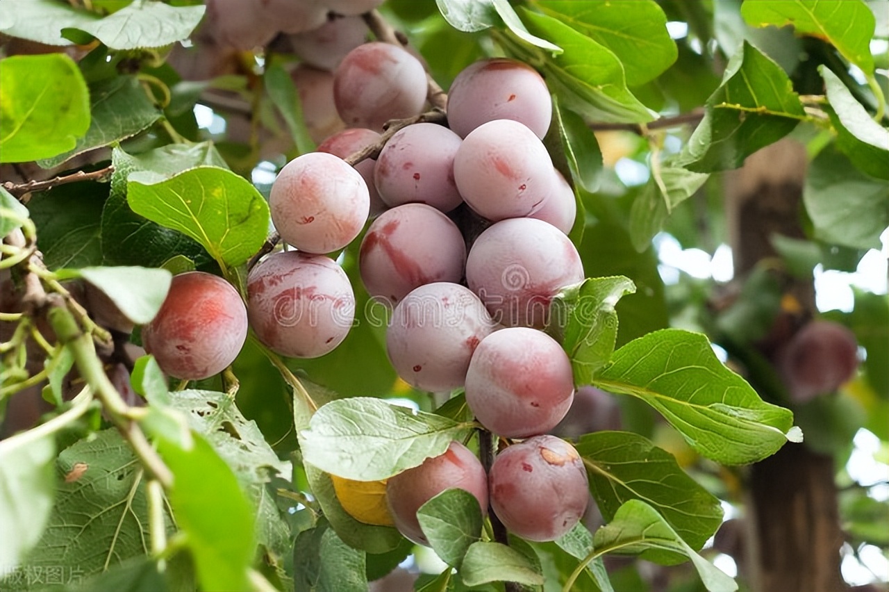 夏天的水果李子,夏天有好吃的李子