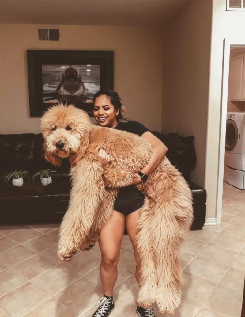 小黄狗长大的过程,小黄狗长大过程