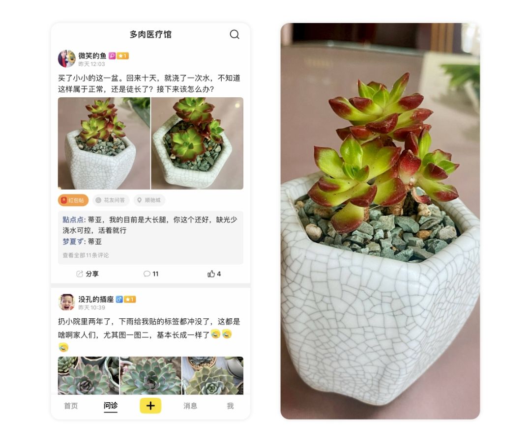 多肉鹿角海棠怎么发软发皱吹雪之松锦如何养护，小贱来解答