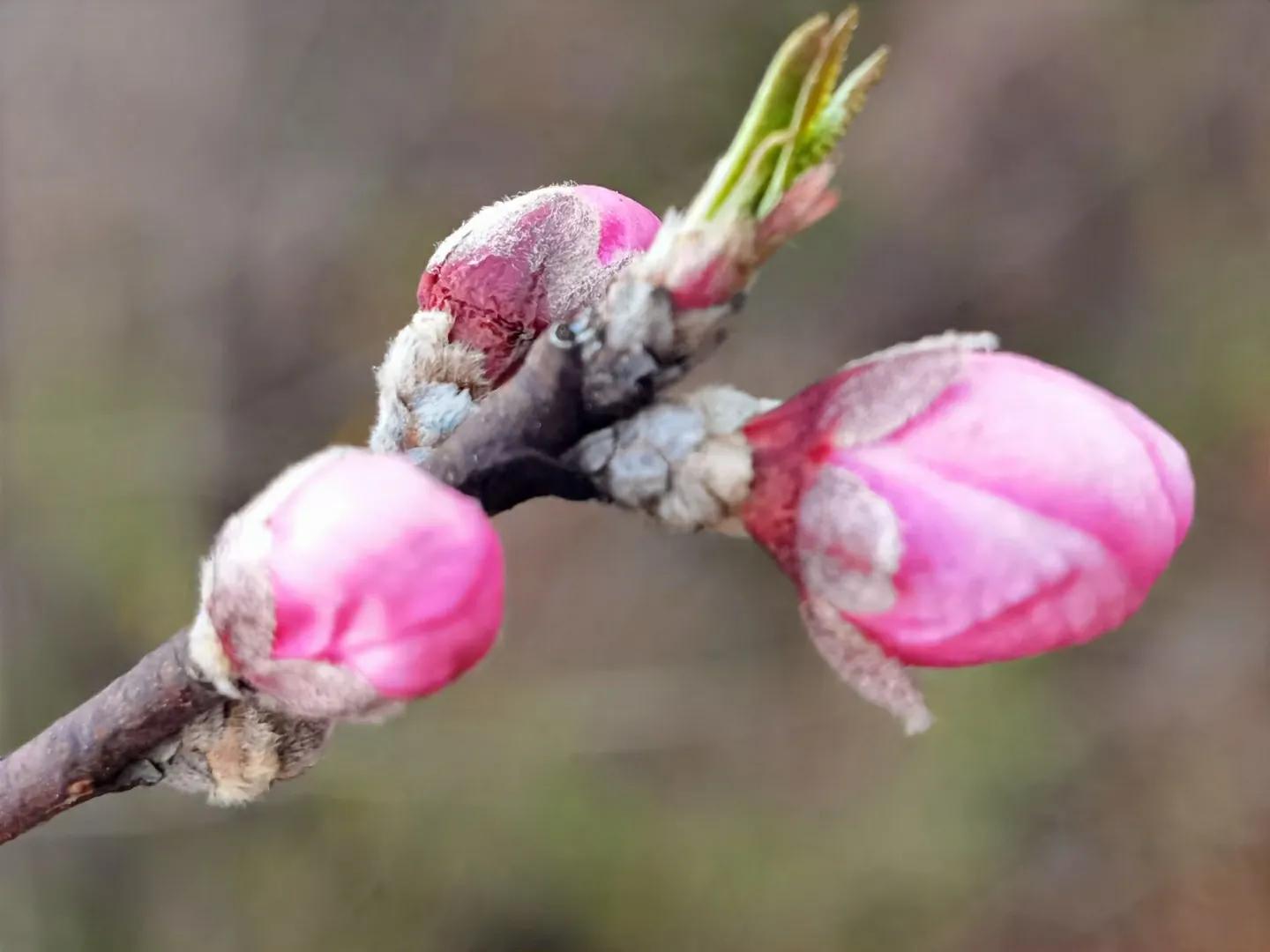 春天来了，“痴花”的您，来彩云之南做个“花吃”吧