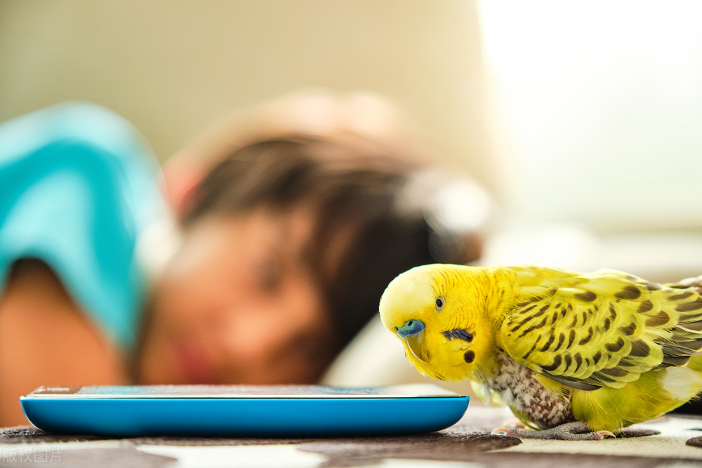 鸟推荐便宜好养,从哪里买鸟