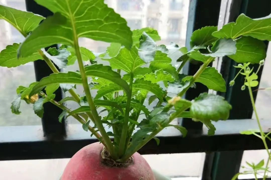 萝卜的这个小知识你知道了吗 (关于萝卜的百科知识有哪些)