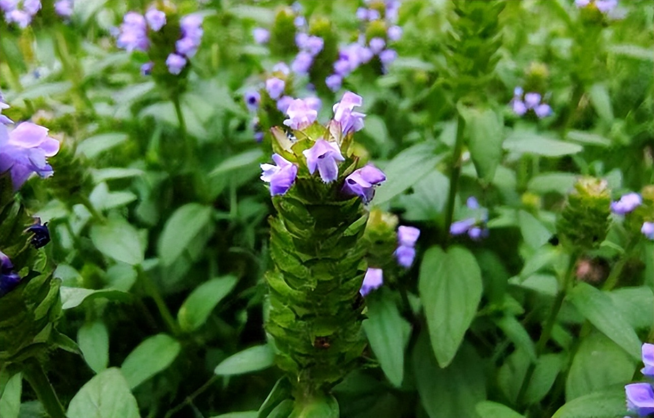 头晕头痛不用怕这样练帮你改善,头晕头痛不要怕用它解决