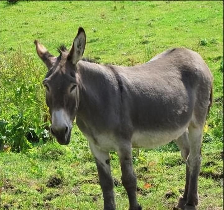 养三十头驴成本利润,养50头驴一年多少利润