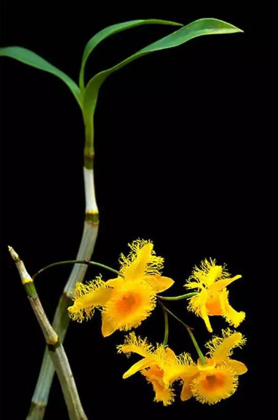 十种最有名的兰花图片,最美的100种兰花图片