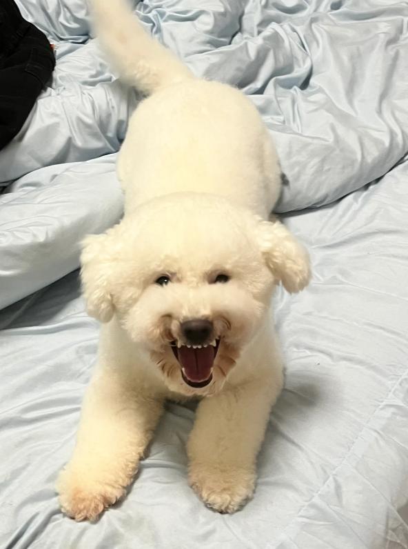 比熊多大的时候可以不关笼子养,怎样养小比熊新手教程