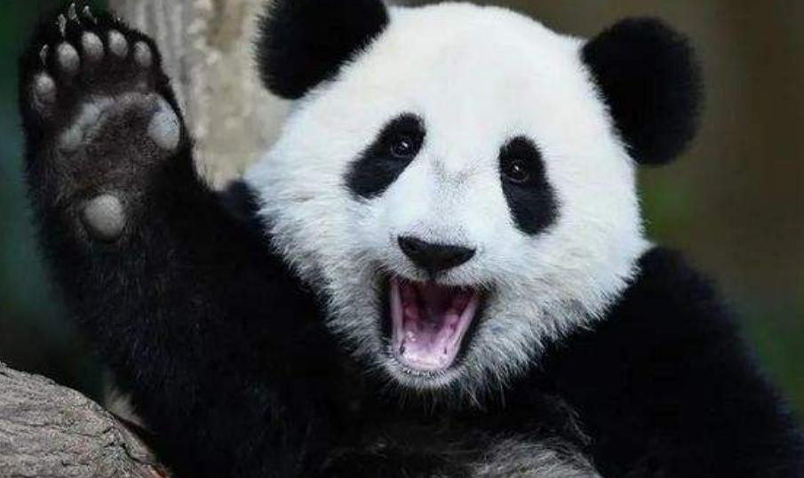 自家羊被咬死怒杀大熊猫,自家羊被大熊猫咬死判了多少年