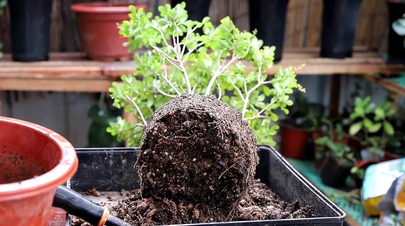 米兰花怎样养护才能开花多,米兰花的养护方法和注意事项