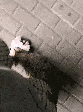 早上猫咪一直绕着你叫,猫咪一直叫是怎么回事