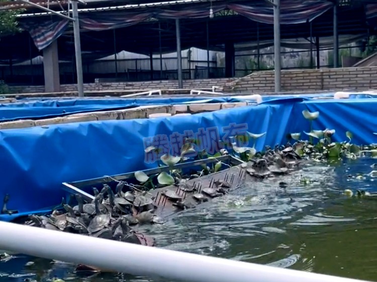 甲鱼的养殖方法家里怎么养甲鱼,甲鱼适合什么地方养殖呢