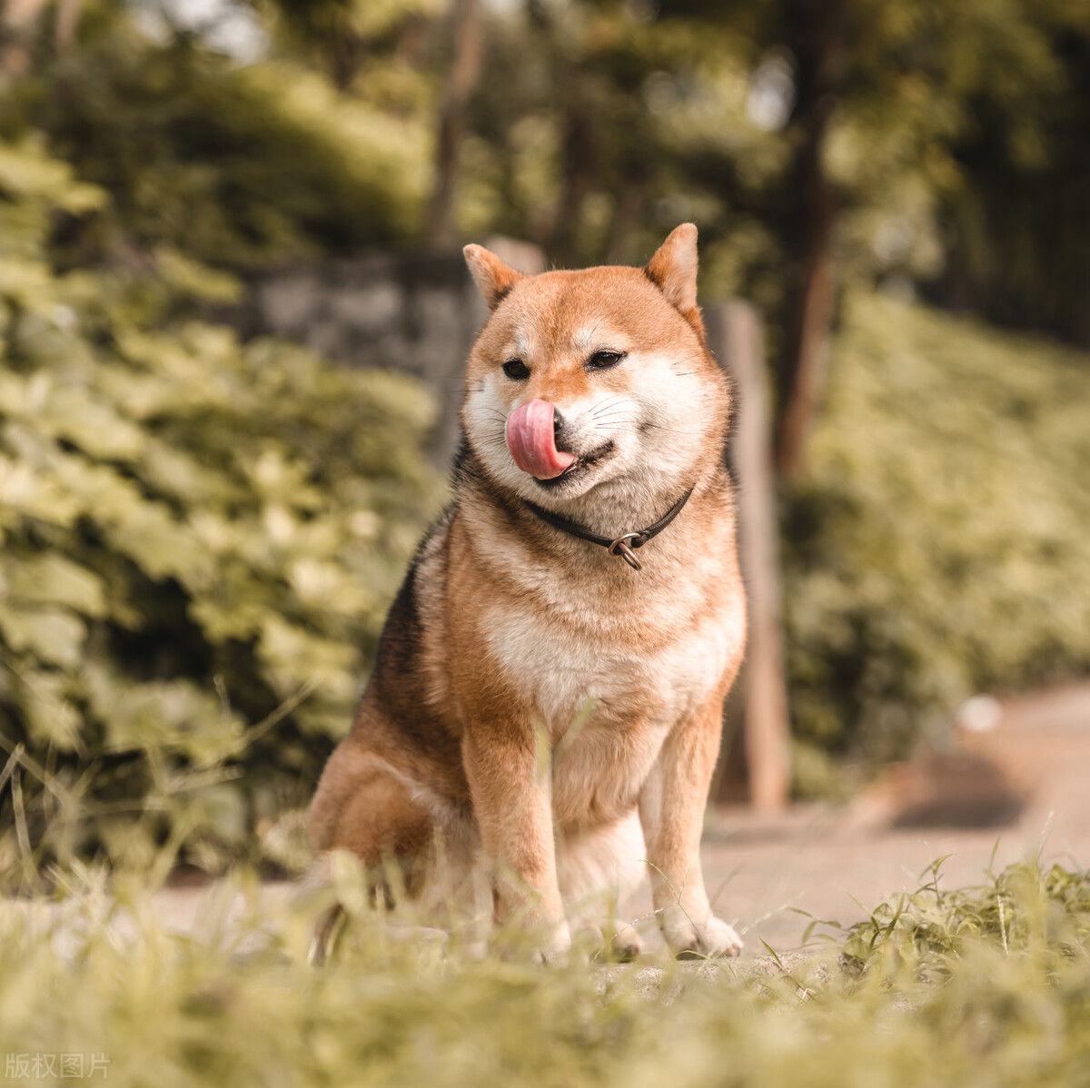 印度猴王和狗大战,印度新德里的猴狗大战