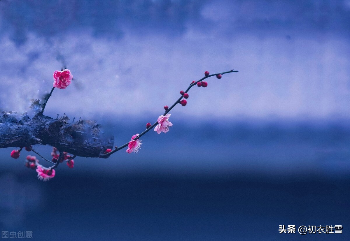 冬天关于梅花诗,24节气关于梅花的诗