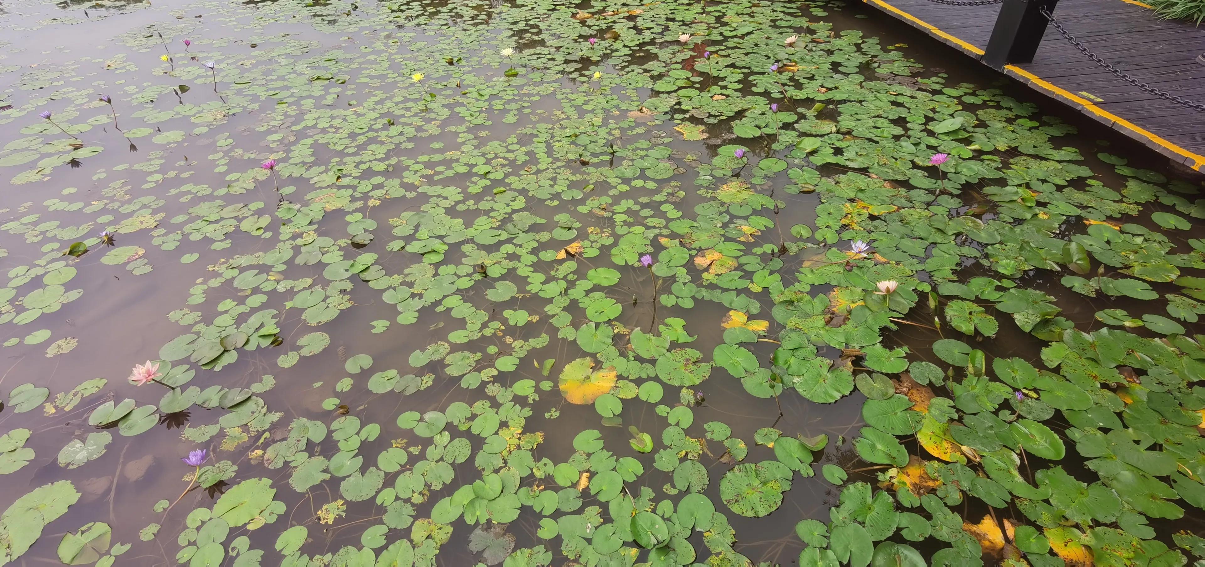 海珠湖湿地公园观鸟,海珠湖湿地公园地图
