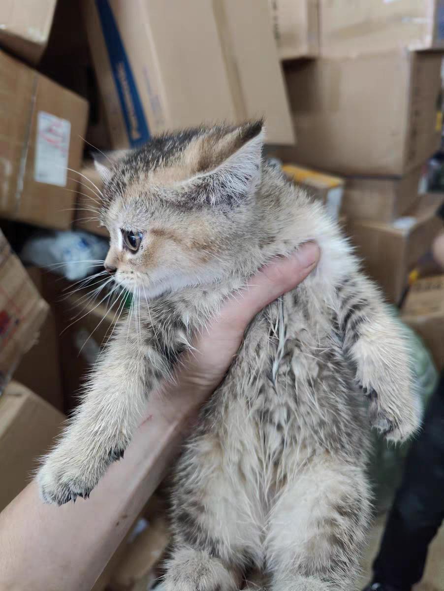 两个月的小猫怎么喂养,新手养猫攻略20天小奶猫