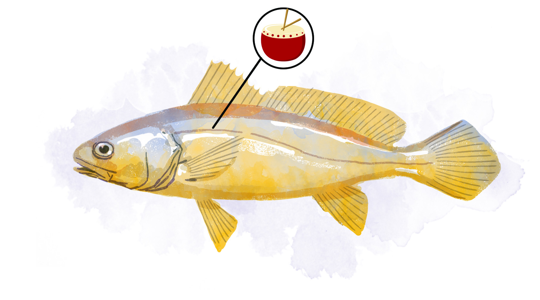 福建大黄鱼多少钱一斤,15斤大黄鱼能卖多少钱一斤