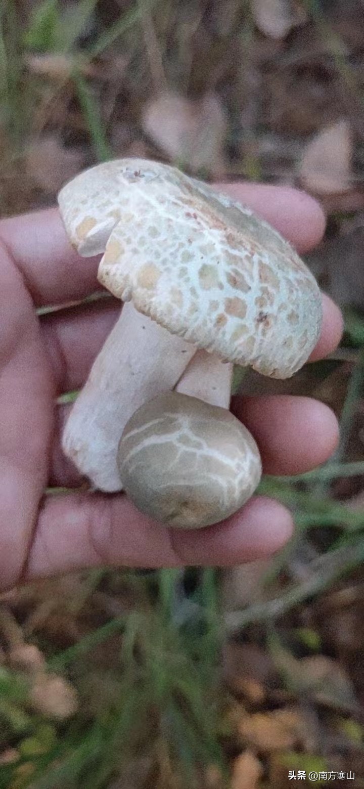 云南野生菌致幻品种,云南野生菌诗句