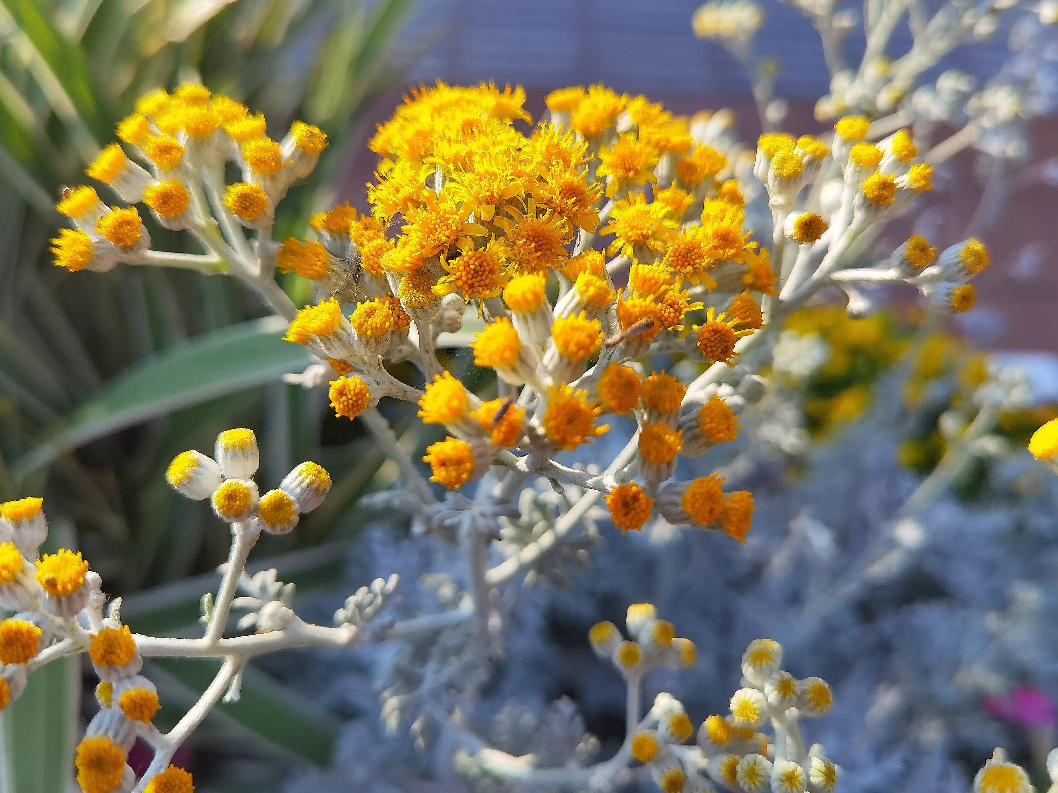 银叶菊：花界灰姑娘，银装素裹的她似雪花又似烟花