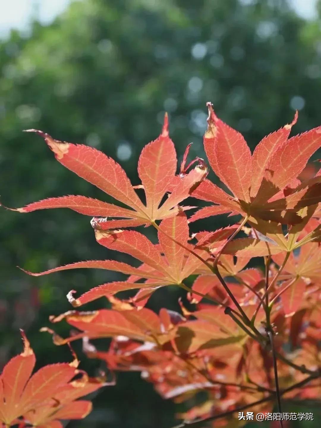 当洛师邂逅43种中国传统色……