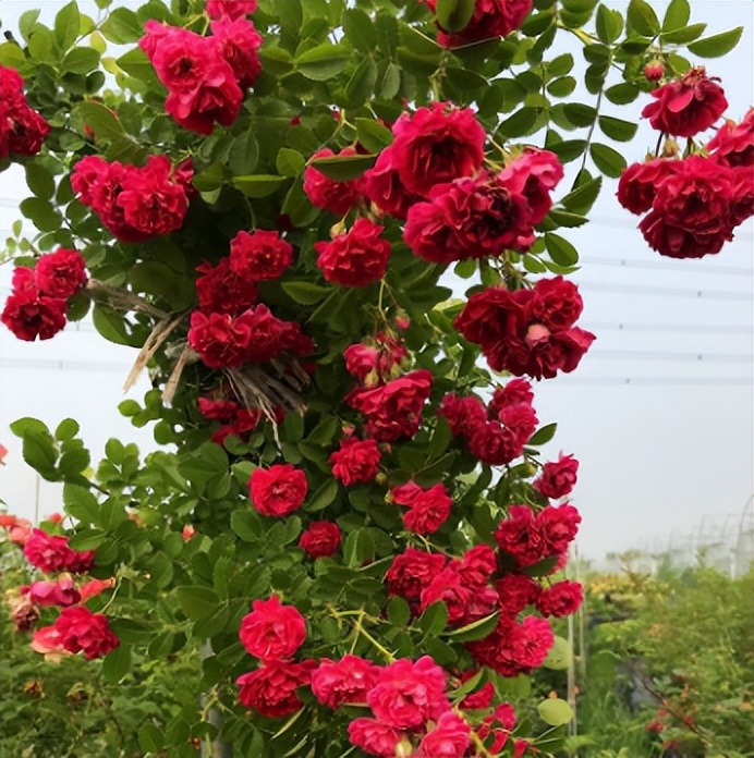 阳台虽小，但是也很漂亮！种上两棵红木香，香气浓、花开艳丽