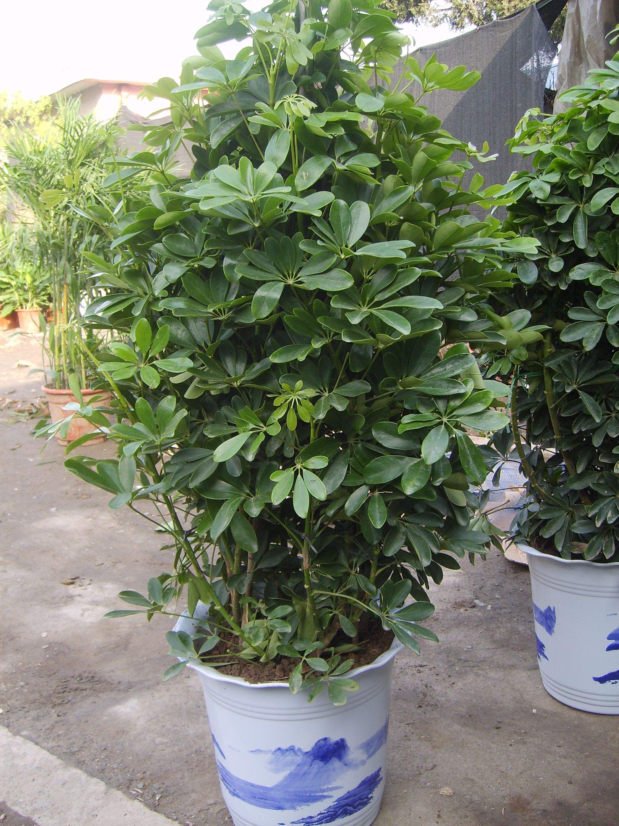 养什么花吸收废气最好,家里好养又可以除烟味的花