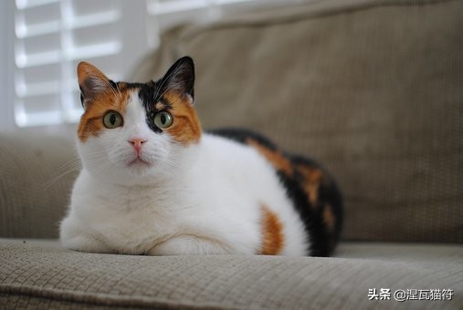 三花猫是中华田园猫还是宠物猫,田园三花猫幼崽购买
