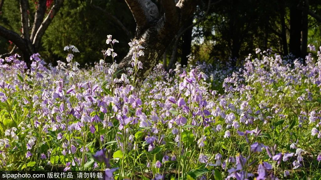 京城四月花事多,在二月兰花海中遇见小松鼠~