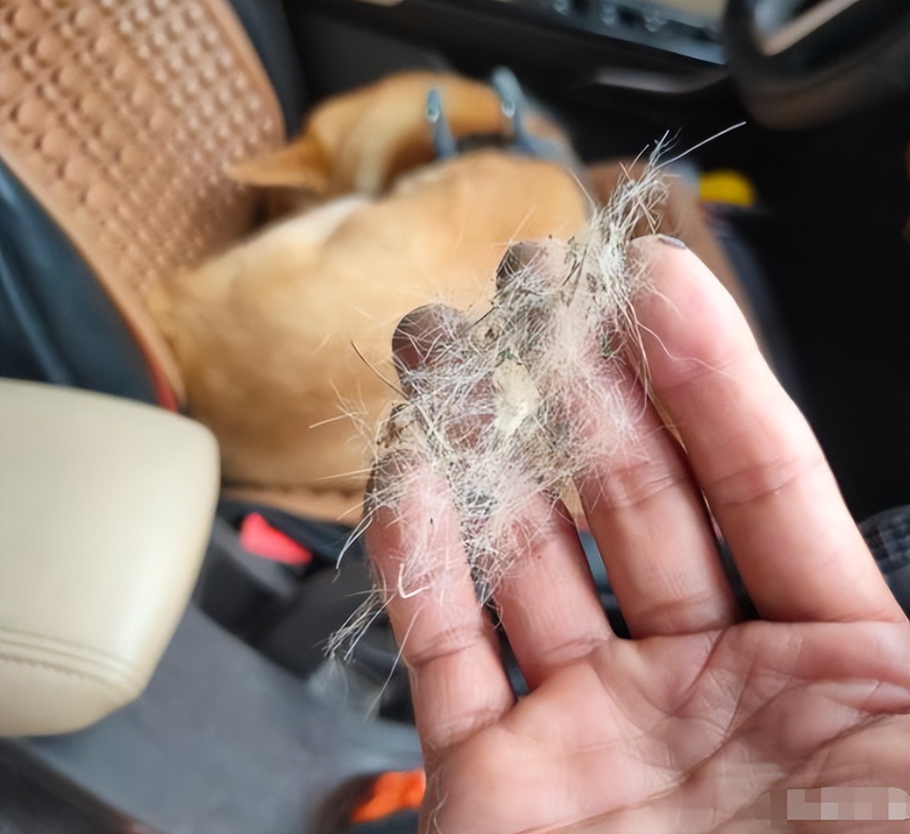 经手3万起案例的DNA鉴定师戴维，揭开内幕：有怀疑对象和狗有染的