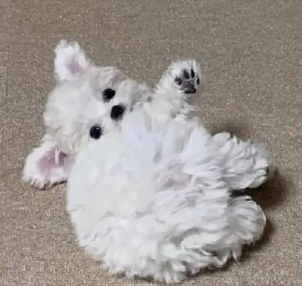 让比熊流浪等于让它“送死”，希望你别抛弃它