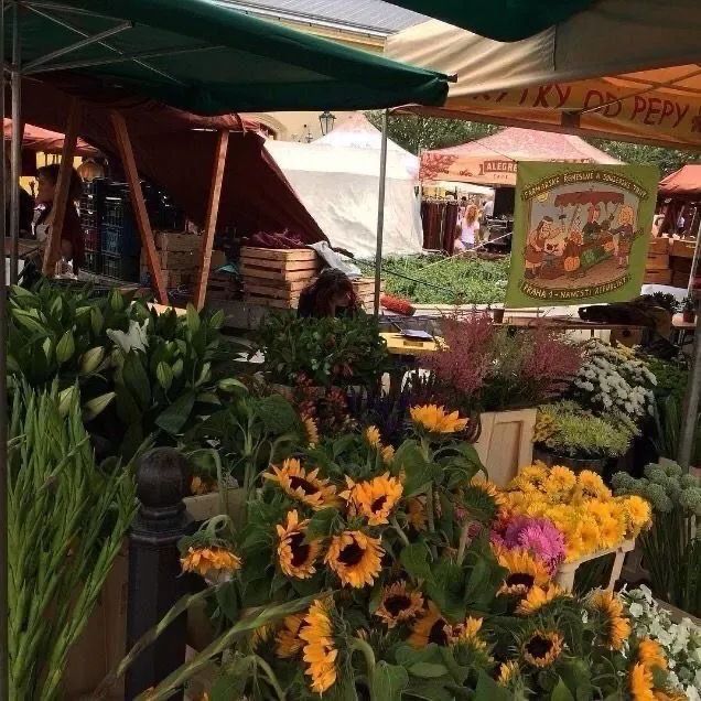 背景图ins风鲜花,ins复古黑色鲜花壁纸