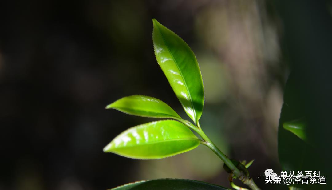 了解一下凤凰单丛,了解凤凰单丛