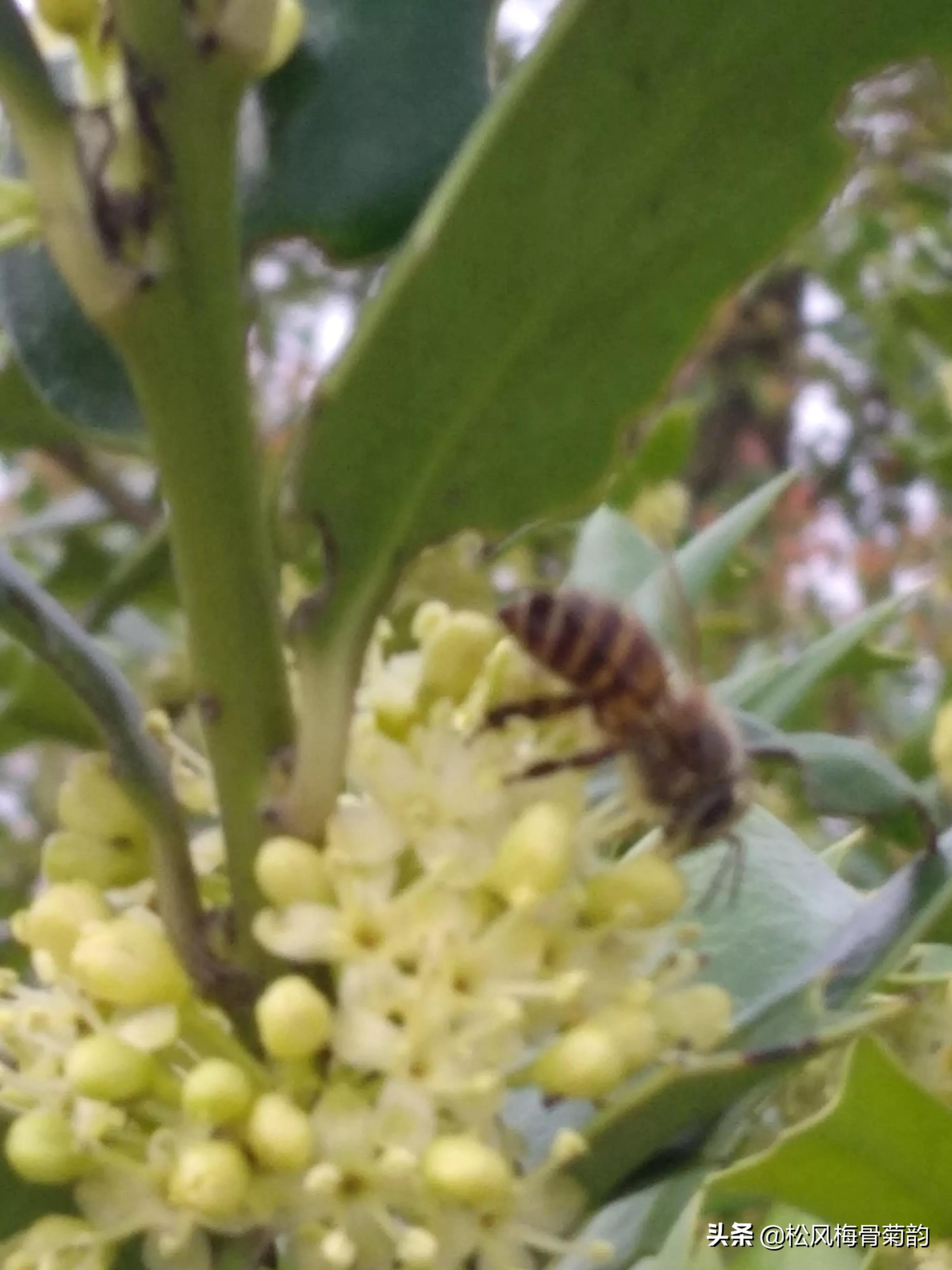猫儿刺花香,猫儿刺为什么开花不结果