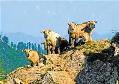 虎报恩全集视频,属虎报恩