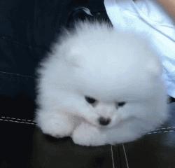 新手养狗适合养哪种小型犬,新手养狗适合养的小型犬