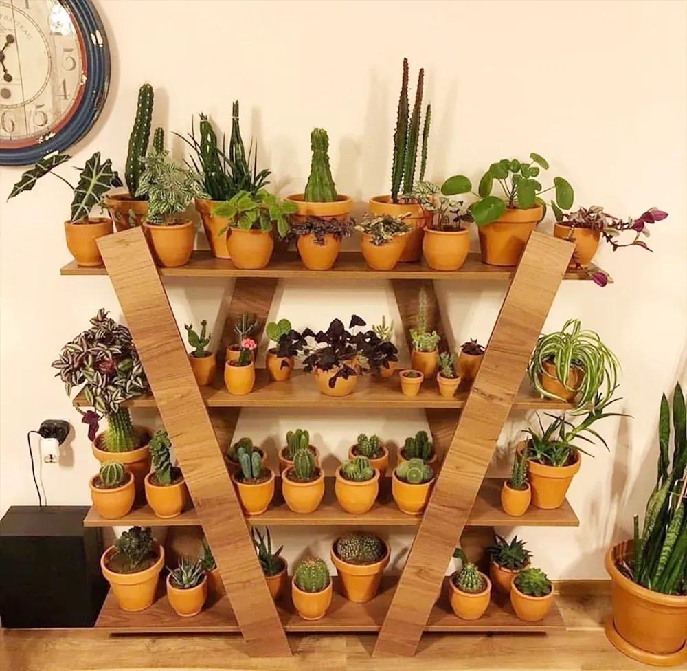 客厅实用盆栽植物有哪些,客厅一般放什么植物盆栽比较好