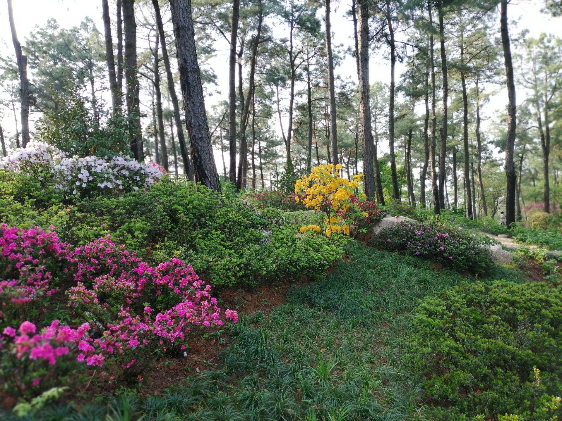杭州美丽的山水公园,杭州临平山公园