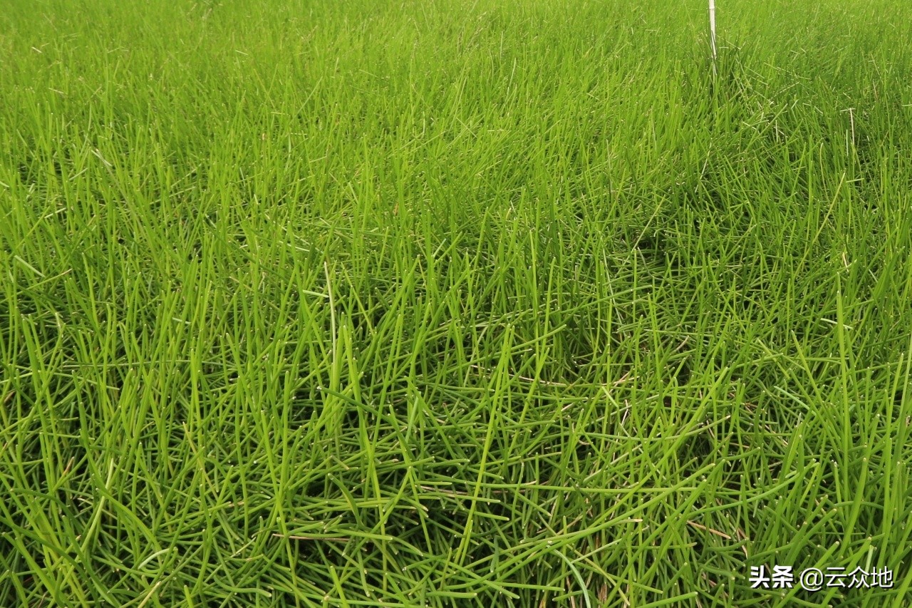 荸荠枯萎病用什么药治疗,农药荸荠秆枯病特效药