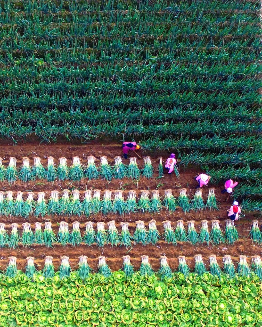 为什么叫山东大葱,为什么大葱用葱白不用葱绿