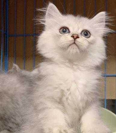 猫瘟最有效的治疗办法,猫咪得了猫瘟在家怎么治疗