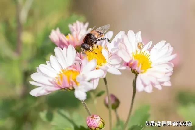 勤劳的蜜蜂写一首现代诗,蜜蜂现代诗自创