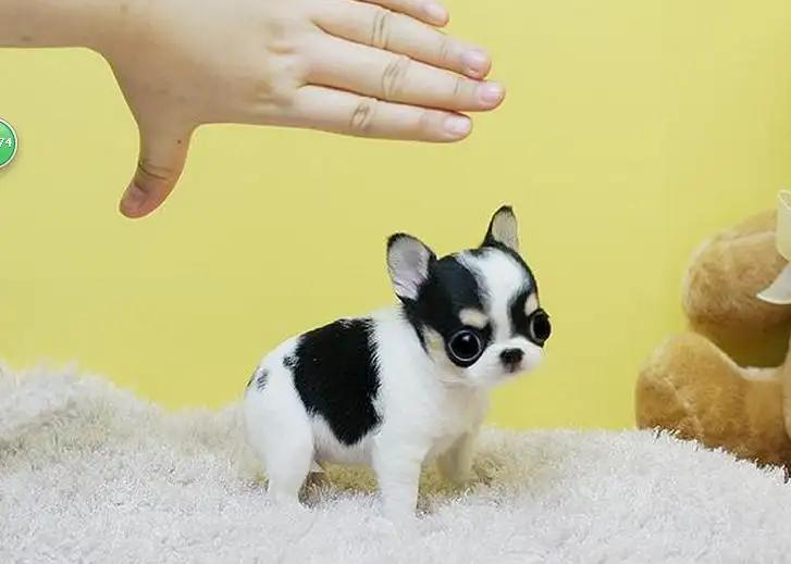 吉娃娃狗狗适合小朋友养吗,养狗狗吉娃娃犬的注意事项