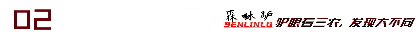 探秘原始森林的真实过程,揭露森林背后的真相