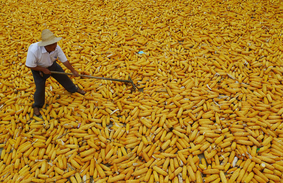 全国各地干玉米价格新行情,今日我国各地玉米价格及行情走势