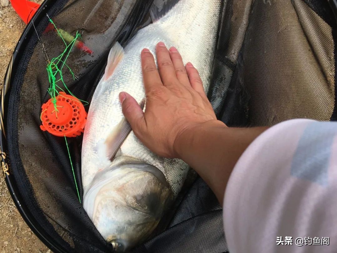 钓花鲢白鲢最好的方法,想钓鲫鱼但钓的都是鳑鲏怎么办