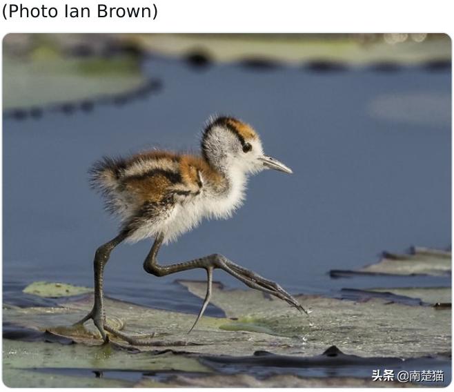 分享各种各样的动物,保证你没见过的20种新动物