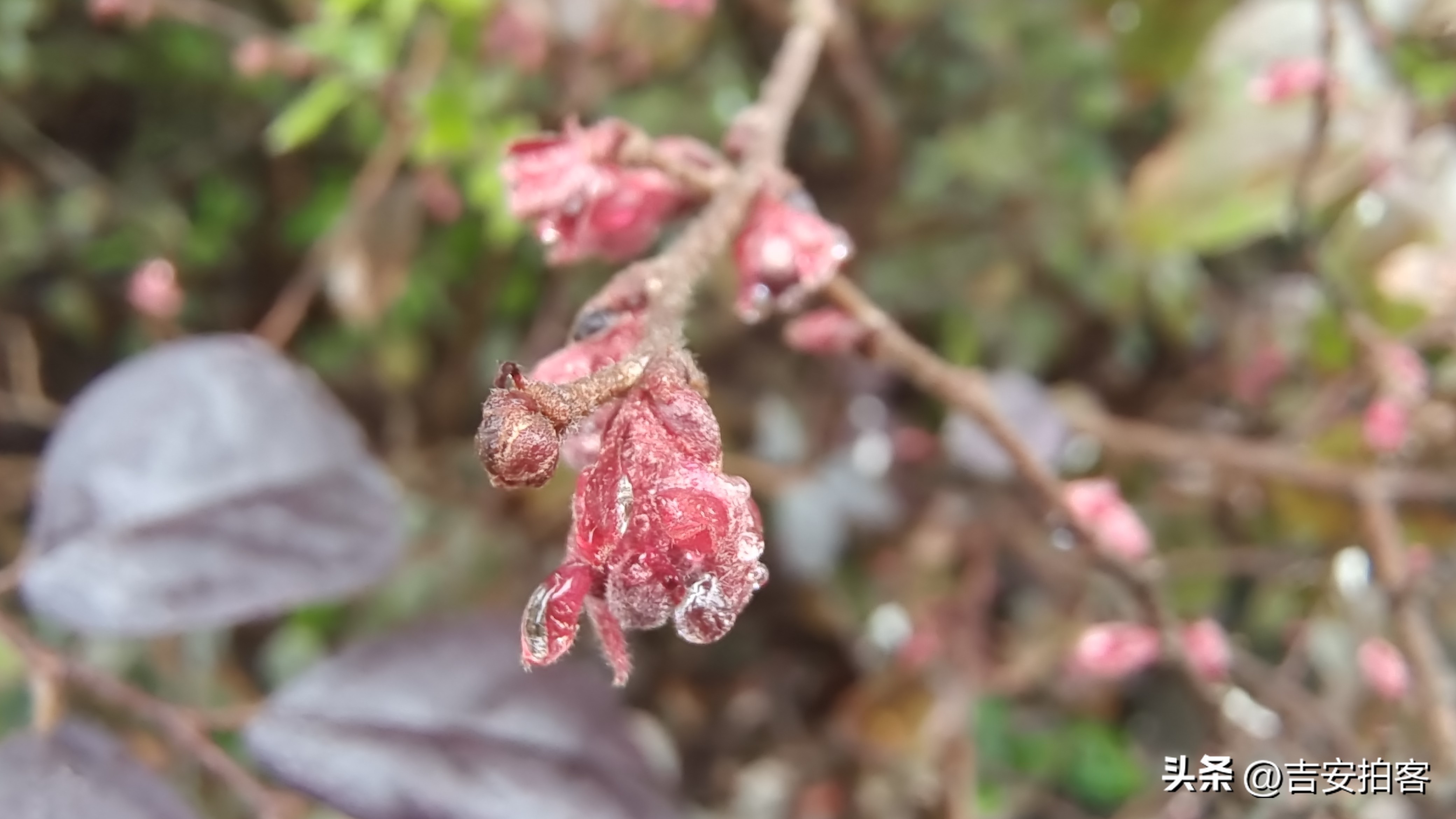 春雨滋润下的红花檵木