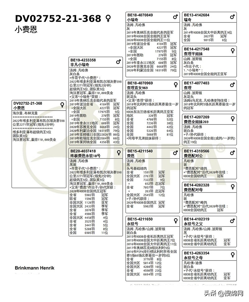最新公棚鸽王冠军,维多利亚冠军鸽