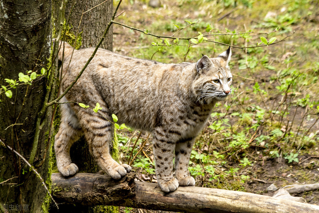 比特犬挑战主人的权威,比特犬和猞猁哪个厉害