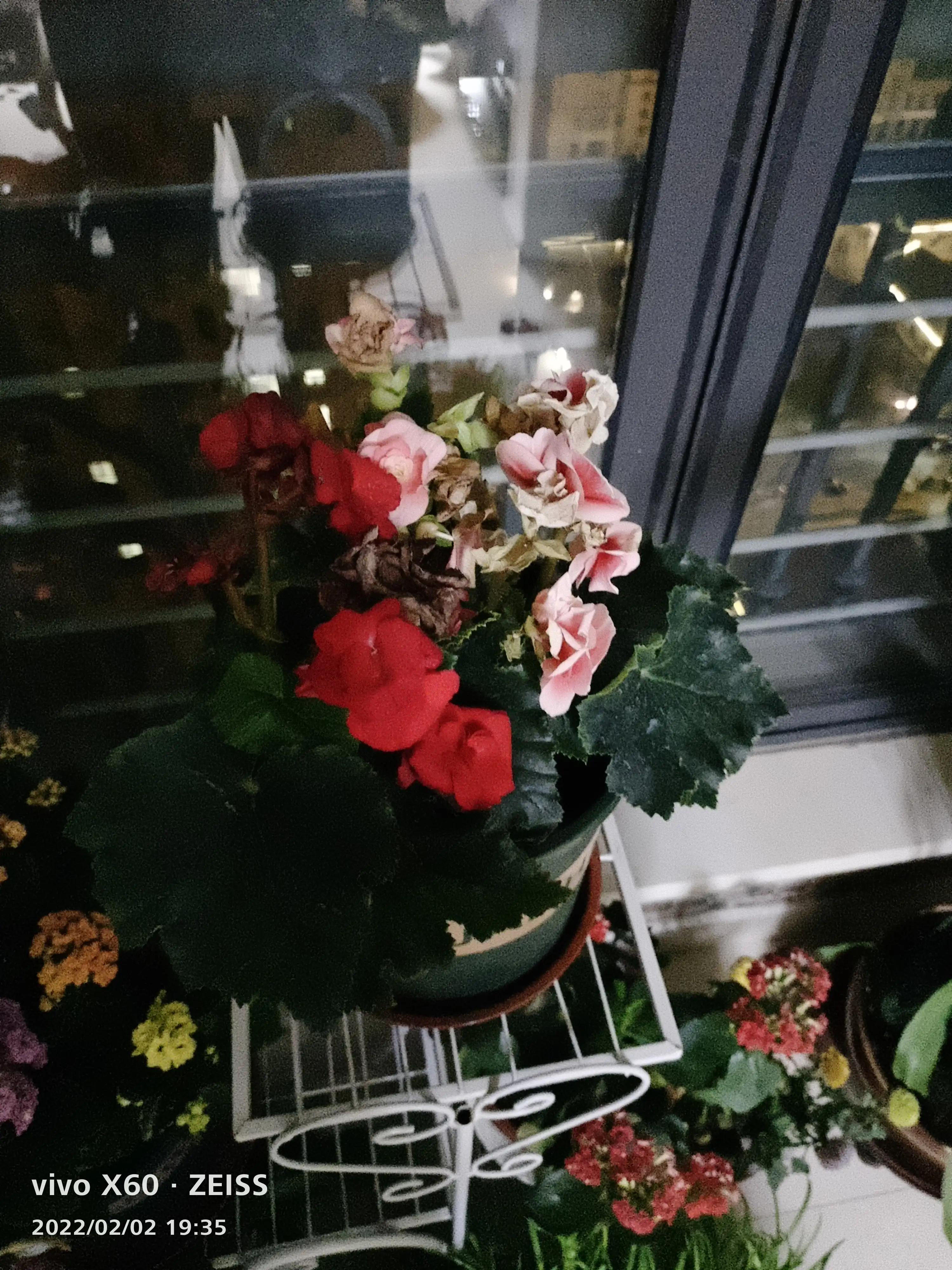 我家的阳台小花园,我家阳台养的花