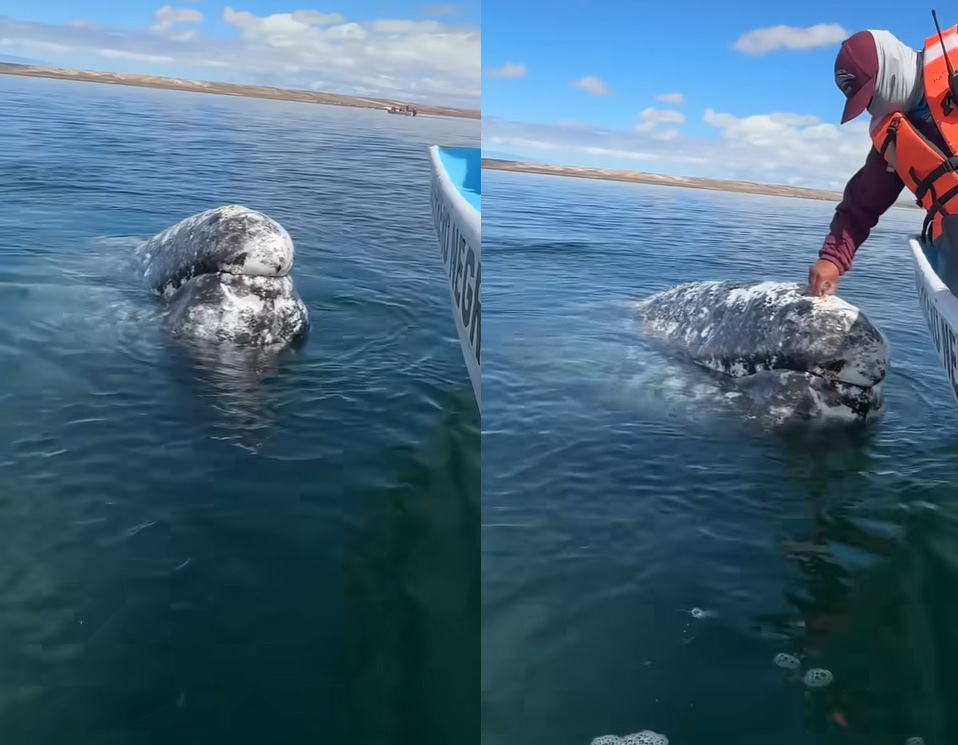 身上虱子太多，灰鲸无奈找人类帮忙，墨西哥船长秒变“搓澡工”！
